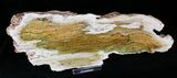 Strelley Pool Stromatolite - Oldest Known Life ( Billion Years) #22483-1
